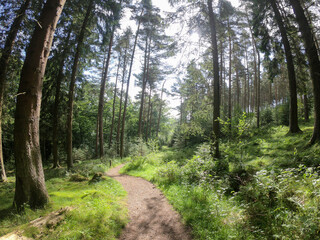 Fototapeta premium Peak DIstrict Forest
