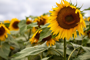 sunflower in the field - 369516318