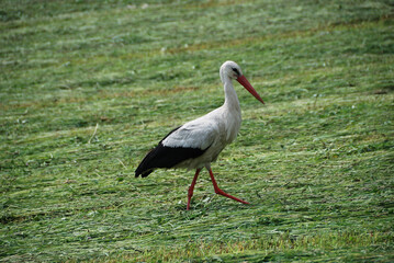Fototapeta premium White stork (Ciconia ciconia) walking on a green meadow in Poland