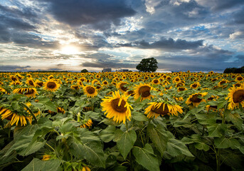 sunflower field in the summer - 369516790