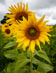 sunflower of blue sky - 369516903