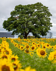 sunflowers in the field - 369516967