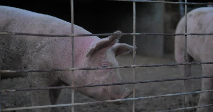 Pigs in a cage, evening or night hours.  A car's headlights pass by a few times.