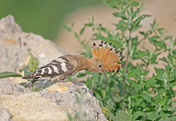One The Eurasian hoopoe (Upupa epops) is photographed close-up against a beautiful background