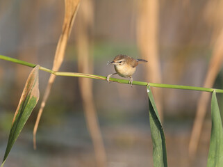 paddyfield warbler (Acrocephalus agricola) photographed in soft morning light. The bird sits on slender cane stalks against a beautiful background. Close-up detailed photo.