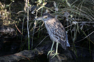 A young black-crowned night heron (Nycticorax nycticorax) is photographed very close up at close range. Identification signs and details of the bird's plumage are clearly visible.