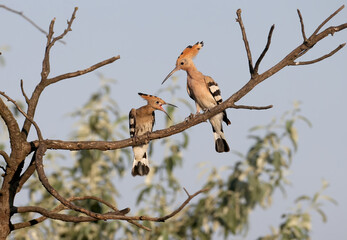 A young and adult Eurasian hoopoe (Upupa epops) are photographed together on a tree branch against a blue sky. The chick begs for food from the parent.