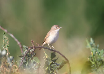 A young common whitethroat (Curruca communis) is photographed close-up on a tree branch and in dense grass. Close-up and detailed photo in soft morning light