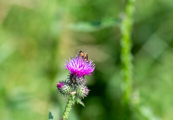 striped bee on purple flower