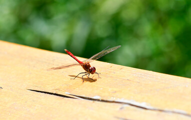 bright dragonfly resting on green leaves