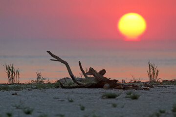 A huge red Sun slowly rises from the horizon over the Danube. Against the background of an old dead tree lying on the shore.