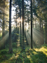 Obraz premium Morgen im Wald