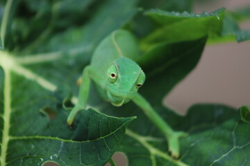 chameleon on leaf