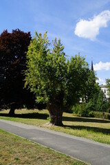 Lennépark, Frankfurt (Oder)