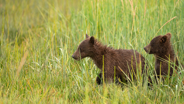 Grizzly Bear Cubs Rush to See where Mom went after getting Seperated