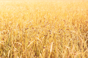 A field of golden ripe rye. Harvesting season. Natural agricultural background