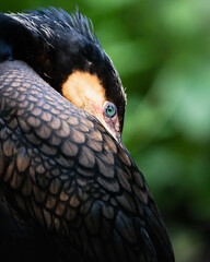 ritratto cormorano