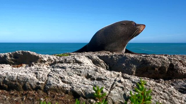 Seal