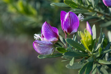 Bright purple flowers of the Polygala myrtifolia growing on the green branch