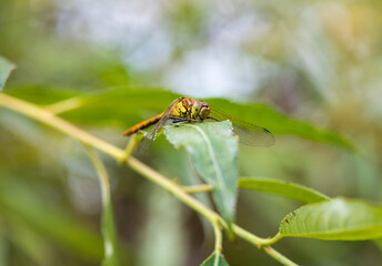 bright dragonfly resting on green leaves