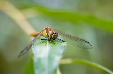 bright dragonfly resting on green leaves