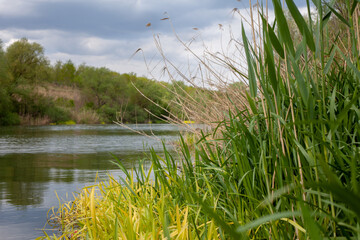 Grass reeds along the river bank with cloudy blue sky