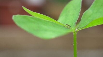 An ant walking on the leaf