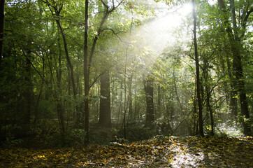 Obraz premium LIGHT UNDERWOOD