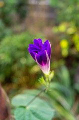 Fototapeta premium half-opened purple bindweed in the early morning