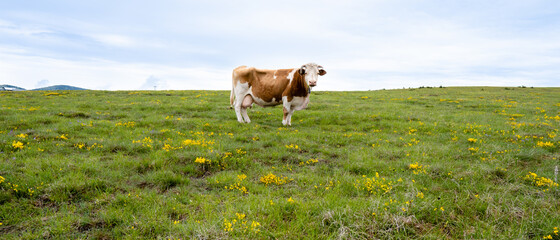 A cow in a meadow stock photo