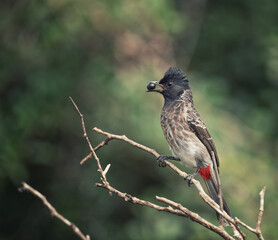Red-vented bulbul at Yala national park, Sri Lanka