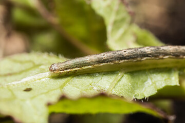caterpillar on a leaf