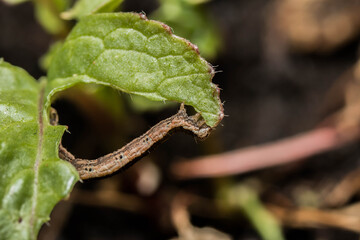 brown caterpillar on a leaf