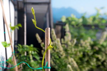 Close up of pole bean stem spiraling around a bamboo stick. Top of stem is in the air, searching for something to grab. Soft background: rooftop garden, hatch and mountains. Plant: Blue Lake Pole Bean