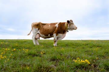 Fototapeta na wymiar Portrait of a cow on the grass