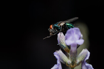 fly on leaf lavendar