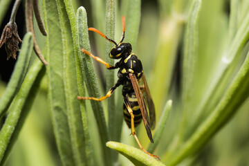 wasp on a leaf
