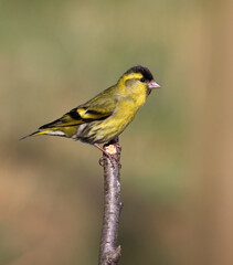 Profile Of A Male Siskin, Carduelis spinnus, Resting Perched On Top Of A Twig Against A Diffuse Background Of A Grassy Field