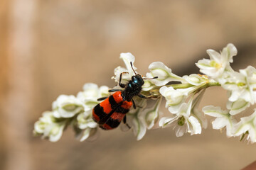 red bug on flower