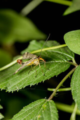 scorpionfly on leaf