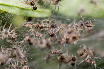 baby spiders nest