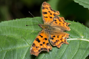 butterfly on leaf