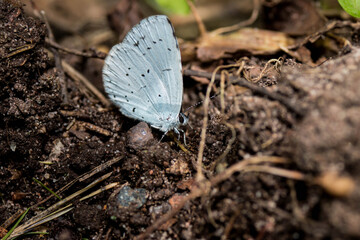 butterfly on the ground