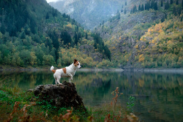 dog at a mountain lake in autumn. Traveling with a pet. Jack Russell Terrier on nature background