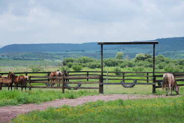 Plakat horses on a farm