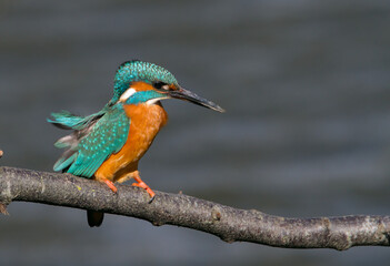 Kingfisher, Alcedo atthis, perched on a branch above the water being blown by the wind watching and alert waiting for fish. Taken at Stour Valley UK