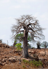 The baobab or upside down tree can survive in rugged and arid land don a drop of water for many,...