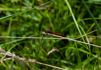 bright dragonfly resting on green leaves