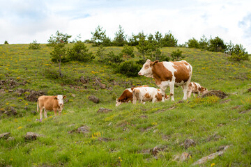 Naklejka na ściany i meble A brown cows on a meadow