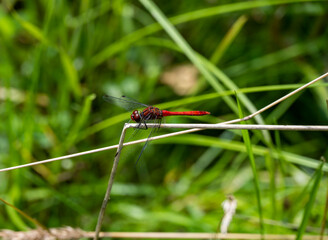 bright dragonfly resting on green leaves